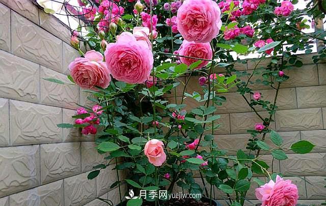 100%成活的三种春插月季方法(图2)