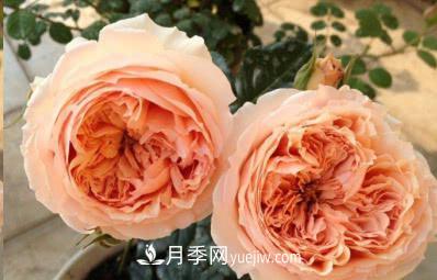 不可错过的经典灌木月季品种介绍大全！(图23)