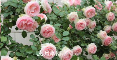 不可错过的经典灌木月季品种介绍大全！(图19)