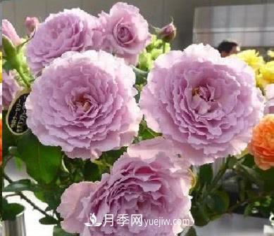 不可错过的经典灌木月季品种介绍大全！(图22)