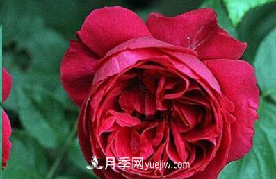 不可错过的经典灌木月季品种介绍大全！(图18)