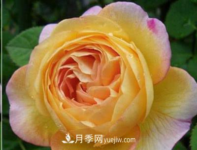 不可错过的经典灌木月季品种介绍大全！(图14)