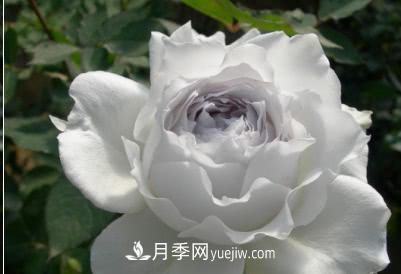 不可错过的经典灌木月季品种介绍大全！(图27)