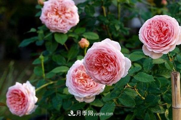 几种常见又漂亮的欧月月季品种(图1)
