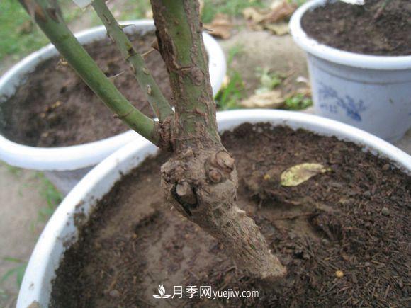月季从根开始就有病？这种病你知道吗？(图1)