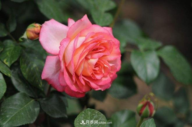 治虫害还会伤到月季？这种虫子让花友左右为难(图1)