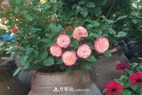 轻松3招养月季，四季开花不断成“花海”(图2)