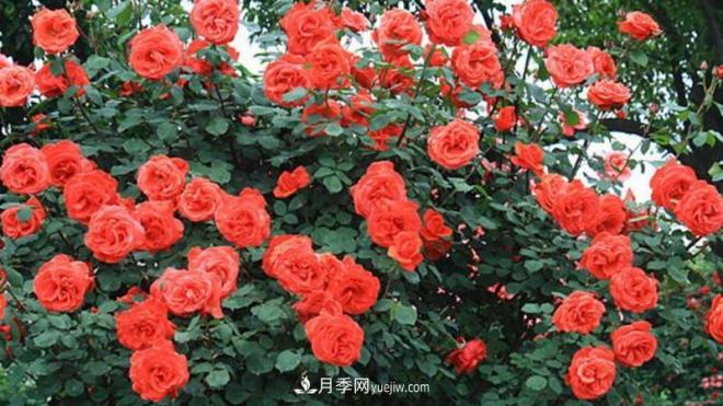 藤本月季的修剪要点(图1)