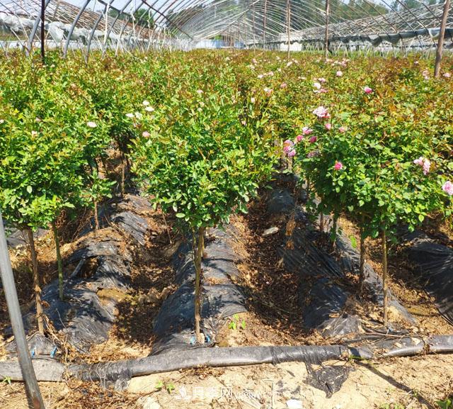 网红树状月季，“棒棒糖月季”批发(图3)