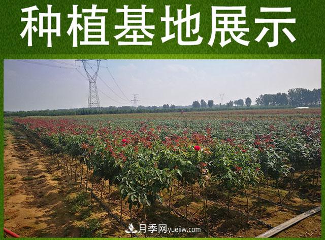 网红树状月季，“棒棒糖月季”批发(图5)