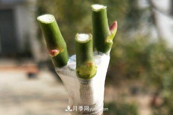 棒棒糖月季这么漂亮，南阳月季花农是如何嫁接出来的？(图4)