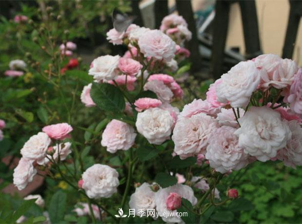 月季病虫害发生及防治(图1)