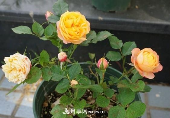 月季最适合施肥的时节，具体施什么肥？(图3)