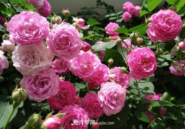 月季和蔷薇的嫁接技巧(图1)