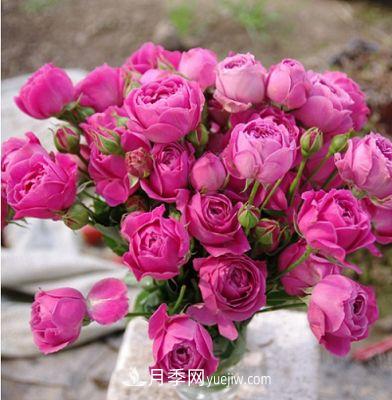 切花月季的十个养护技巧，全了(图2)