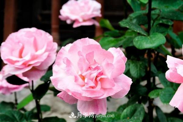 十大最香的月季花排名榜(图2)