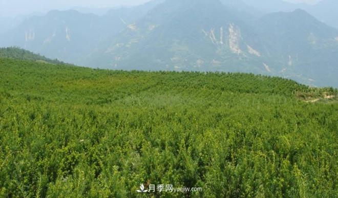 600岁&amp;quot;主播&amp;quot;上热搜：从故宫直播看苗木行业发展(图7)