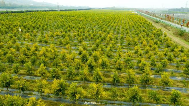 南水北调 秋来渠首 秋绿淅川(图4)