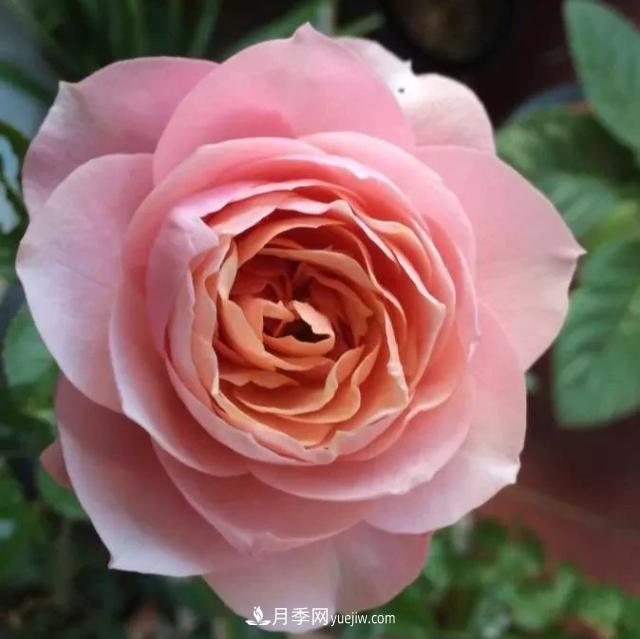 月季品种推荐：世霸(图2)