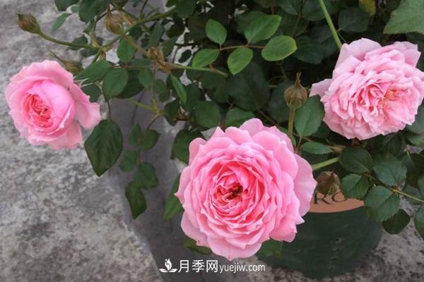 月季品种推荐:铃之妖精(图2) 月季品种推荐:铃之妖精(图2)