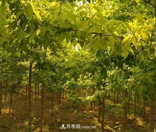 金叶复叶槭养护中，注意“一病一虫”(图1)