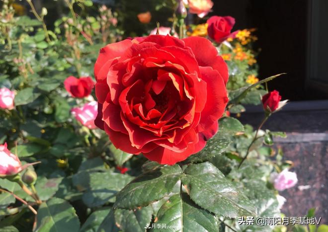 这8种月季，光听名字就想一口吃掉，真的秀色可餐(图3)