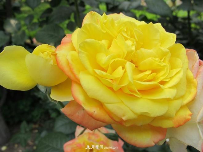 和平之花——“和平”品种系列月季花(图1) 和平之花——和平品种系列月季花(图1)