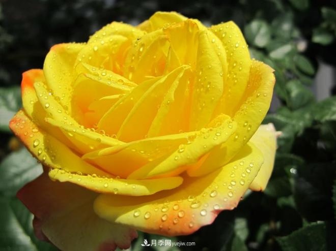 和平之花——“和平”品种系列月季花(图2) 和平之花——和平品种系列月季花(图2)