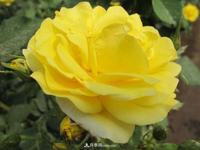 和平之花——“和平”品种系列月季花(图4) 和平之花——和平品种系列月季花(图4)