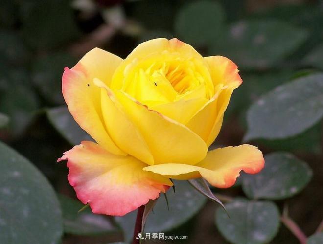 和平之花——“和平”品种系列月季花(图3) 和平之花——和平品种系列月季花(图3)