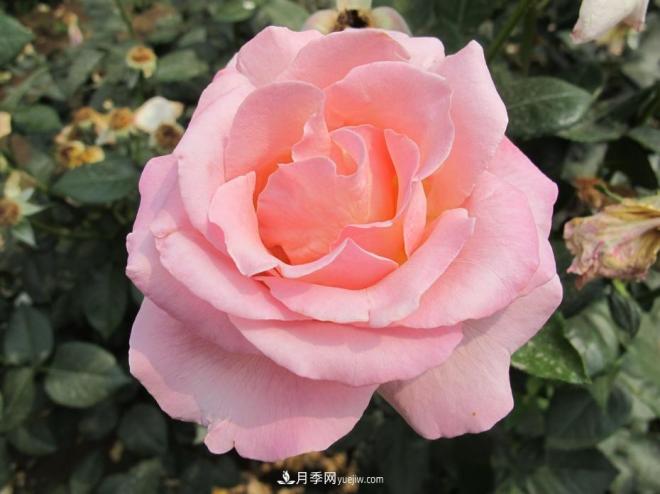 和平之花——“和平”品种系列月季花(图5) 和平之花——和平品种系列月季花(图5)