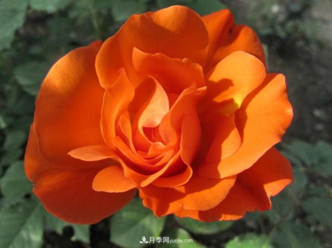 和平之花——“和平”品种系列月季花(图7) 和平之花——和平品种系列月季花(图7)