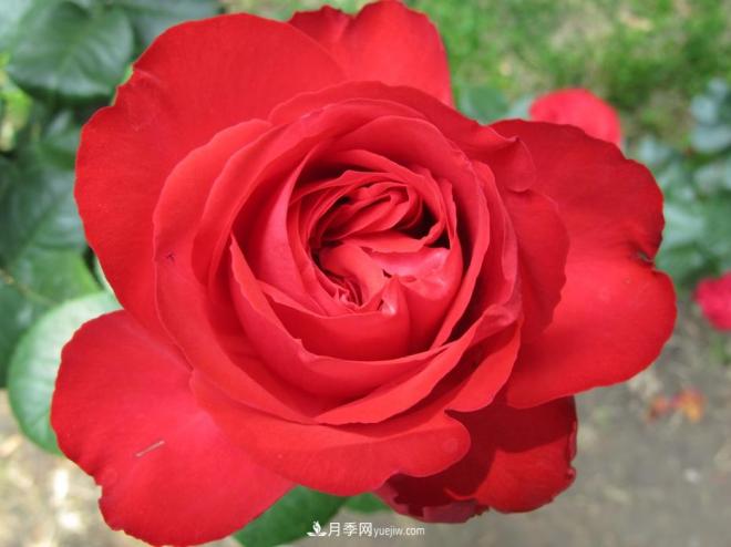 和平之花——“和平”品种系列月季花(图8) 和平之花——和平品种系列月季花(图8)