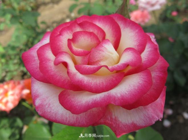 和平之花——“和平”品种系列月季花(图6) 和平之花——和平品种系列月季花(图6)