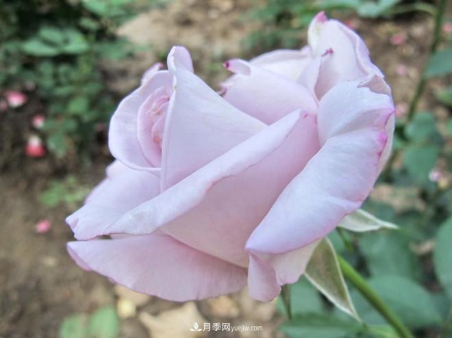 和平之花——“和平”品种系列月季花(图10) 和平之花——和平品种系列月季花(图10)