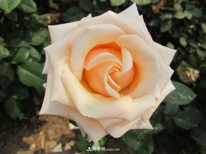 和平之花——“和平”品种系列月季花(图11) 和平之花——和平品种系列月季花(图11)