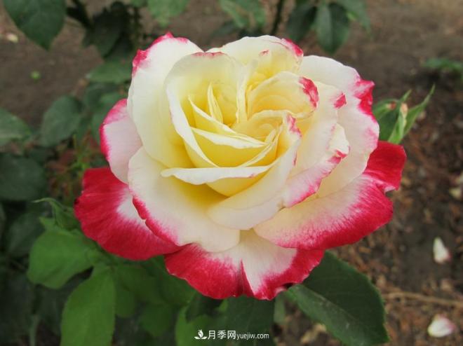 和平之花——“和平”品种系列月季花(图12) 和平之花——和平品种系列月季花(图12)