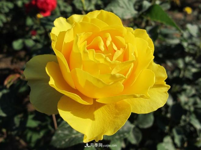 和平之花——“和平”品种系列月季花(图13) 和平之花——和平品种系列月季花(图13)