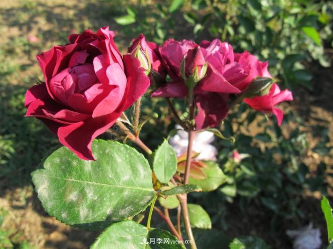 和平之花——“和平”品种系列月季花(图14) 和平之花——和平品种系列月季花(图14)