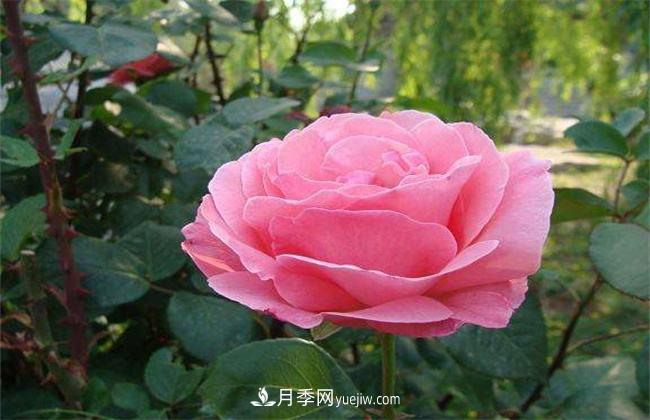 月季有毒吗，怎么养殖？(图1)