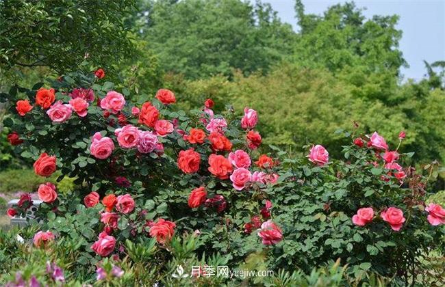 月季花什么时候开花？月季花的功效作用(图1)
