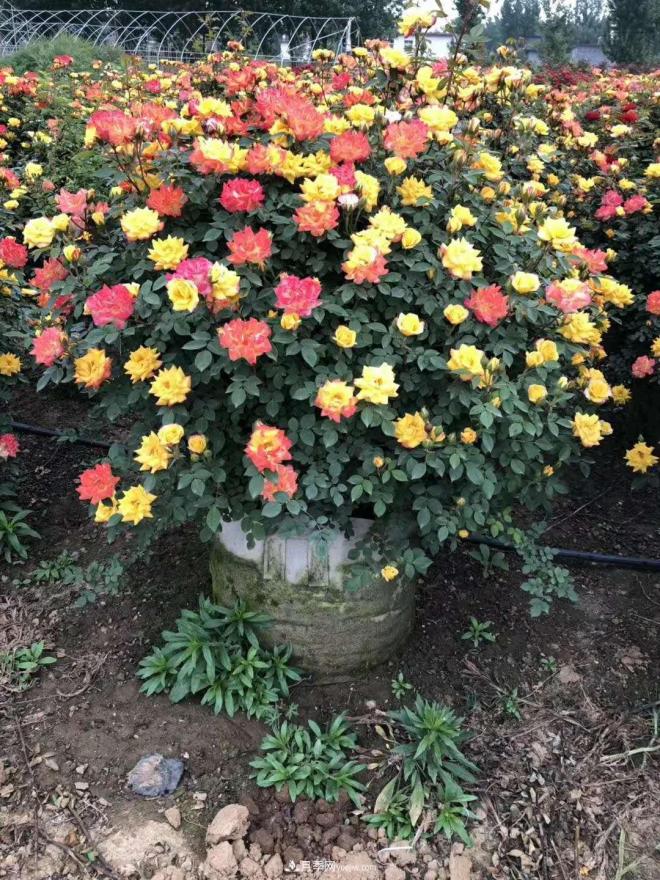 来自南阳月季的直径80CM月季花球，美上天了(图3)