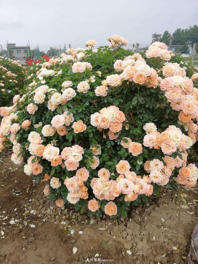 来自南阳月季的直径80CM月季花球，美上天了(图4)