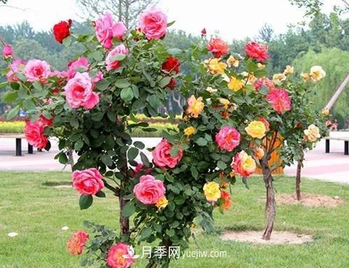 月季花夏天叶子发黄枯燥掉落的解决办法(图1)