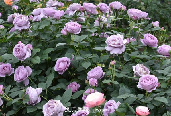 蓝色风暴月季优缺点有哪些(图1) 蓝色风暴月季优缺点有哪些(图1)