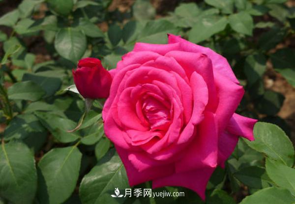 一流小姐月季(图1) 一流小姐月季(大花)(图1)