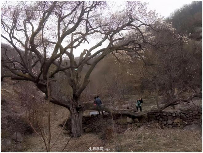 南阳南召皇后乡：辛夷苗木成为脱贫路上“摇钱树”(图3)