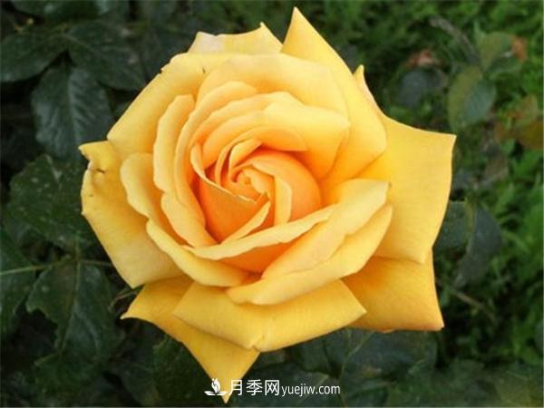 和平月季的历史(图1)