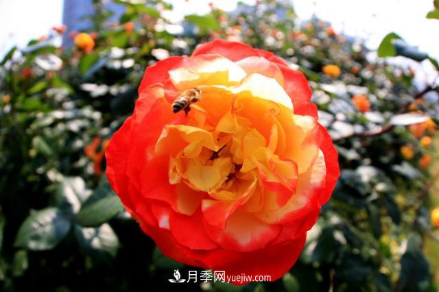 哪些月季花品种比较好(图3)