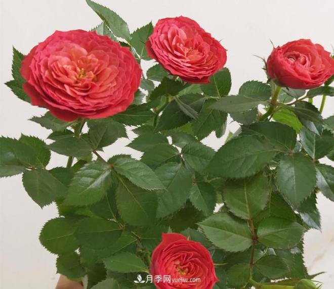 月季得了病，别急扔掉，教你解决快速恢复(图3)